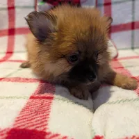 Dane, a male Pomeranian for sale in Shipshewana, IN – Photo 8 of 10