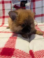 Dane, a male Pomeranian for sale in Shipshewana, IN – Photo 8 of 10