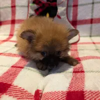 Dane, a male Pomeranian for sale in Shipshewana, IN – Photo 9 of 10