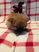 Dane, a male Pomeranian for sale in Shipshewana, IN – Photo 9 of 10