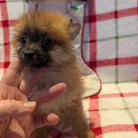 Dane, a male Pomeranian for sale in Shipshewana, IN – Photo 7 of 10