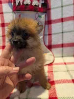 Dane, a male Pomeranian for sale in Shipshewana, IN – Photo 7 of 10