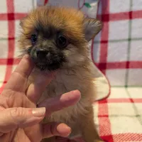 Dane, a male Pomeranian for sale in Shipshewana, IN – Photo 1 of 10