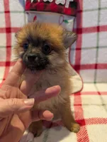 Dane, a male Pomeranian for sale in Shipshewana, IN – Photo 1 of 10