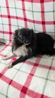 Daylillie, a female Pomeranian for sale in Shipshewana, IN – 7 of 7