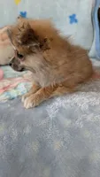 Pippi, a female Pomeranian for sale in Shipshewana, IN – 10 of 10