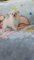 Cloe, a female Pomeranian for sale in Shipshewana, IN – 7 of 10
