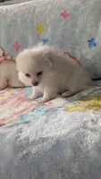 Benji, a male Pomeranian for sale in Shipshewana, IN – 3 of 10