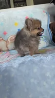 Leasel, a male Pomeranian for sale in Shipshewana, IN – 4 of 10
