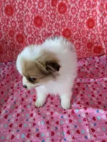 Lenny, a female Pomeranian for sale in Shipshewana, IN – Photo 2 of 10