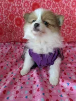 Lenny, a female Pomeranian for sale in Shipshewana, IN – Photo 5 of 10