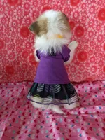 Lenny, a female Pomeranian for sale in Shipshewana, IN – Photo 8 of 10