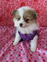 Lenny, a female Pomeranian for sale in Shipshewana, IN – Photo 1 of 10