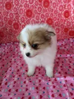 Lenny, a female Pomeranian for sale in Shipshewana, IN – Photo 7 of 10