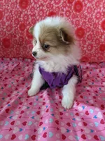 Lenny, a female Pomeranian for sale in Shipshewana, IN – Photo 10 of 10