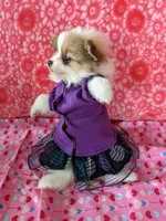 Lenny, a female Pomeranian for sale in Shipshewana, IN – Photo 9 of 10