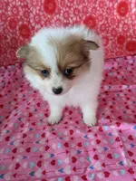 Lenny, a female Pomeranian for sale in Shipshewana, IN – Photo 3 of 10