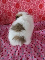 Lenny, a female Pomeranian for sale in Shipshewana, IN – Photo 4 of 10