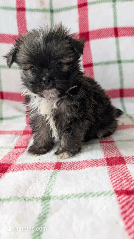 Hudson – Shiranian puppy for sale in Shipshewana, IN