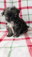 Hudson, a male Shiranian for sale in Shipshewana, IN – 1 of 1