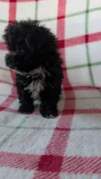 Lorrie , a female Maltipom for sale in Shipshewana, IN – 3 of 10