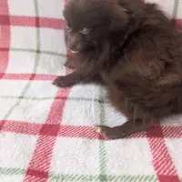 Leo, a male Pomeranian for sale in Shipshewana, IN – Photo 5 of 5