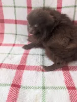 Leo, a male Pomeranian for sale in Shipshewana, IN – Photo 5 of 5