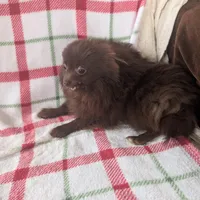 Leo, a male Pomeranian for sale in Shipshewana, IN – Photo 3 of 5