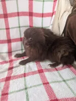 Leo, a male Pomeranian for sale in Shipshewana, IN – Photo 3 of 5