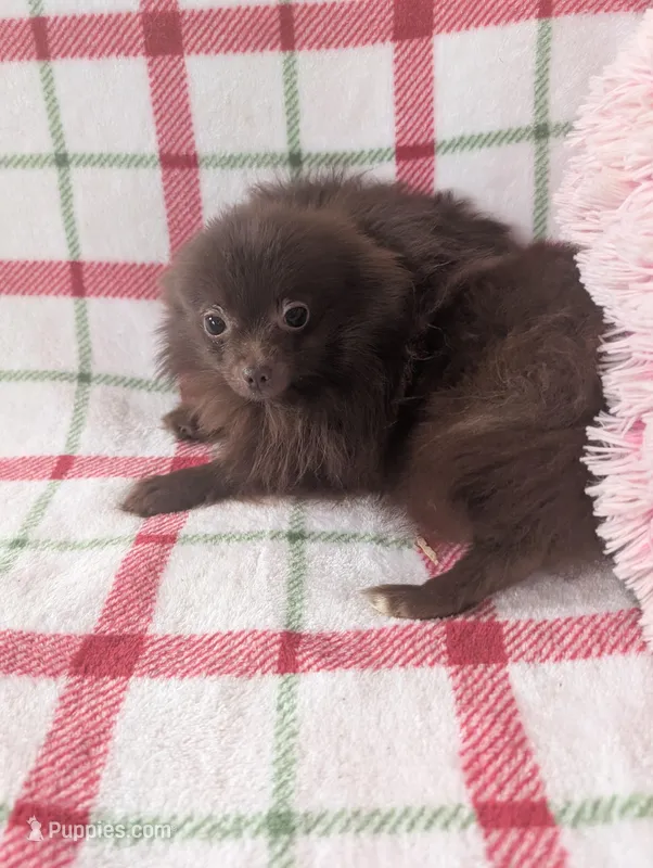 Leo, a male Pomeranian for sale in Shipshewana, IN – Photo 1 of 5