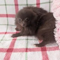 Leo, a male Pomeranian for sale in Shipshewana, IN – Photo 1 of 5