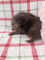 Leo, a male Pomeranian for sale in Shipshewana, IN – Photo 1 of 5