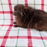 Leo, a male Pomeranian for sale in Shipshewana, IN – Photo 4 of 5