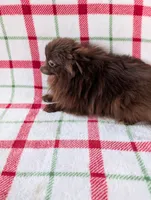 Leo, a male Pomeranian for sale in Shipshewana, IN – Photo 4 of 5