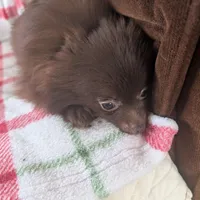 Leo, a male Pomeranian for sale in Shipshewana, IN – Photo 2 of 5