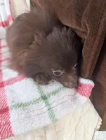 Leo, a male Pomeranian for sale in Shipshewana, IN – Photo 2 of 5