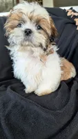 Jax, a male Shih Tzu for sale in Shipshewana, IN – 5 of 10
