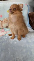Luna , a female Pomeranian for sale in Shipshewana, IN – 5 of 10