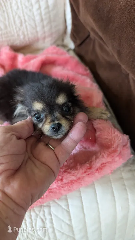 Angel  – Pomeranian puppy for sale in Shipshewana, IN