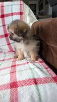Mike , a male Shiranian for sale in Shipshewana, IN – 4 of 10