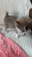 Happy , a female Pomeranian for sale in Shipshewana, IN – 4 of 10