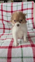 Max, a male Pomeranian for sale in Shipshewana, IN – 5 of 10
