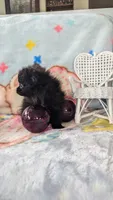 Barry , a male Pomeranian for sale in Shipshewana, IN – 1 of 10