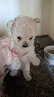Serena, a female Pomapoo for sale in Shipshewana, IN – 9 of 9