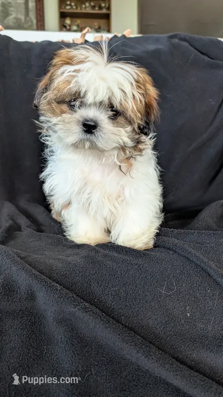 Jax – Shih Tzu puppy for sale in Shipshewana, IN
