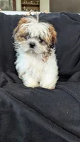 Jax, a male Shih Tzu for sale in Shipshewana, IN – 1 of 10