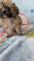 Luke , a male Pomapoo for sale in Shipshewana, IN – 2 of 10