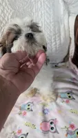 Jax, a male Shih Tzu for sale in Shipshewana, IN – 5 of 10