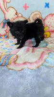 Dinah, a female Pomeranian for sale in Shipshewana, IN – 9 of 10