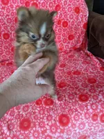 Hershey, a female Pomeranian for sale in Shipshewana, IN – Photo 5 of 7